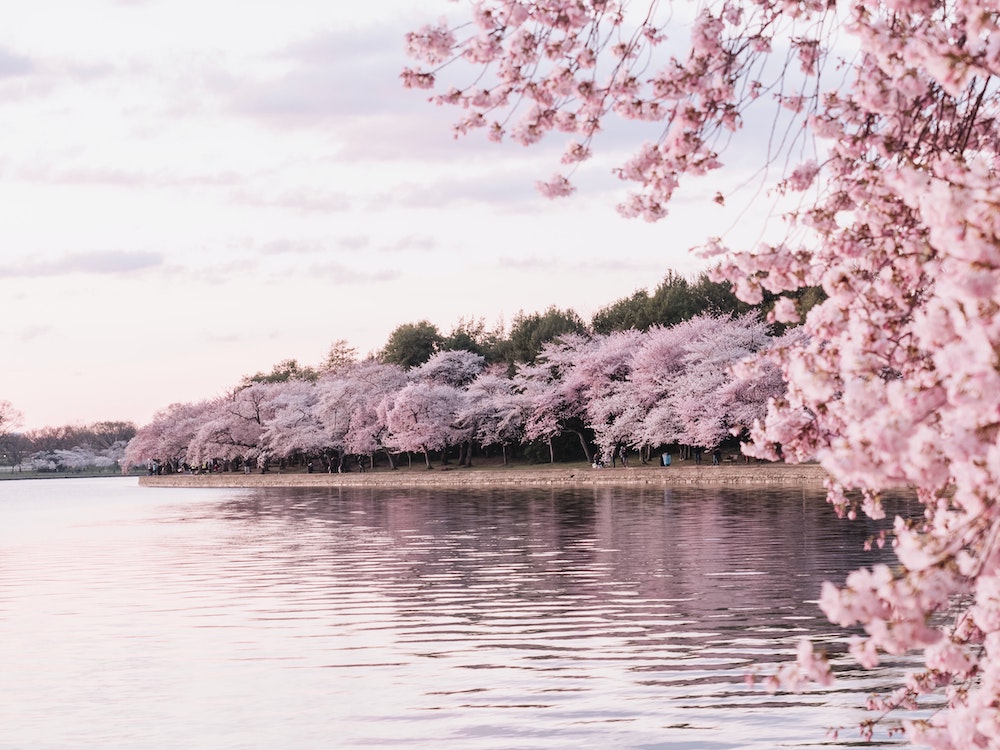 桜の開花600度の法則と桜の開花400度の法則の違いとは？