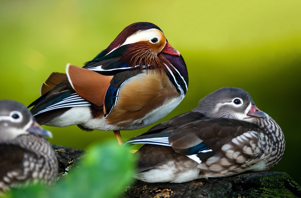 おしどり夫婦の由来である鳥に隠された浮気という真実