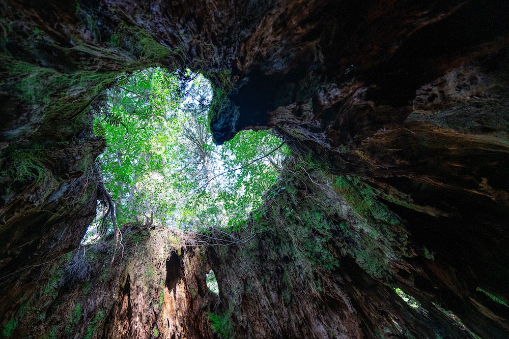洋上のアルプスと呼ばれる神秘的な屋久島の圧倒的な魅力