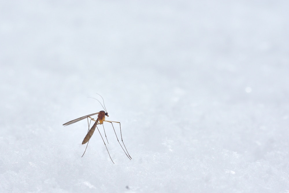殺虫剤への接触で危険を学習する蚊の能力