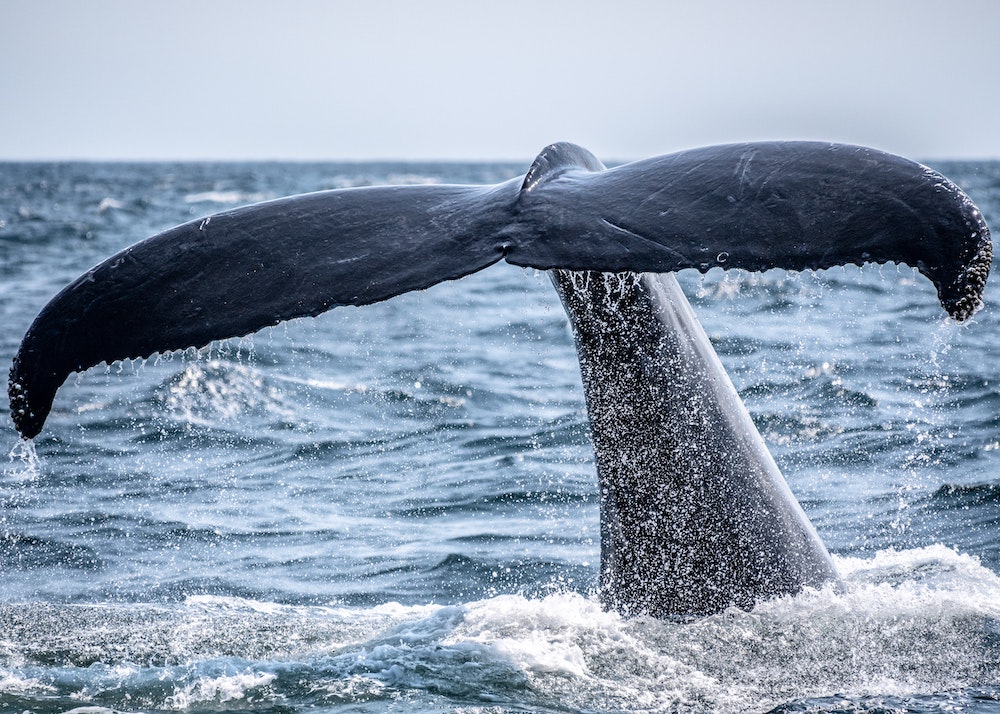 地球最大の動物であるクジラと赤ちゃんの生態