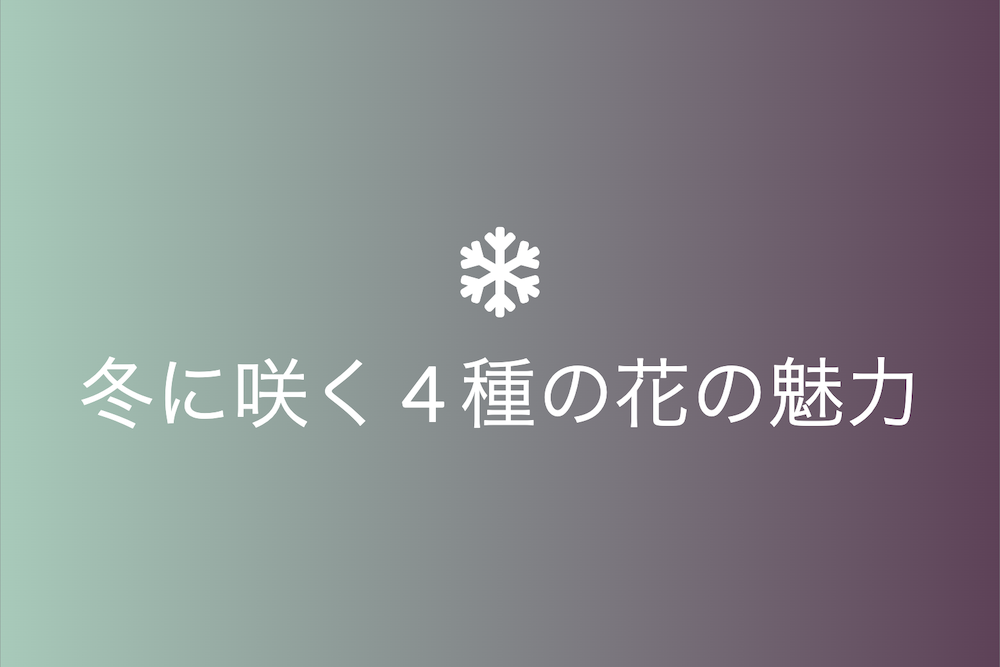 冬の花々の魅力:黄梅、蝋梅、水仙、山茶花の深い物語